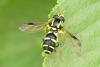 Philhelius sp.